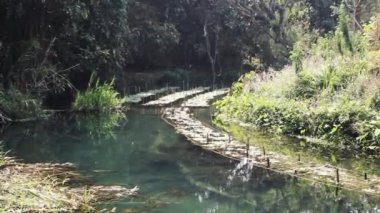 Laos 'ta makrofitte su kültürü