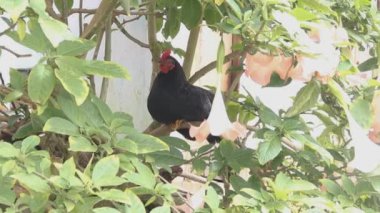 Sri Lanka köyünde orman göçü.