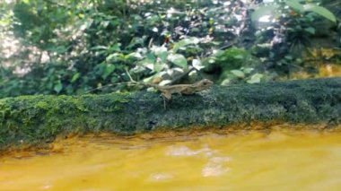Değişken kertenkele (Calotes sp. Agamidae, erkek) kışın