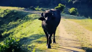 Bufalo baraj boyunca yürüyor.