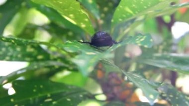 Hindistan Cevizi Gergedanı Böceği