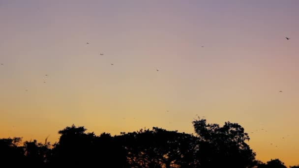 Puesta de sol tropical en Sri Lanka y zorros voladores — Vídeos de Stock