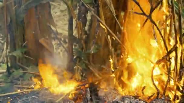 農家は冬に畑を焼きます。ラオス — ストック動画
