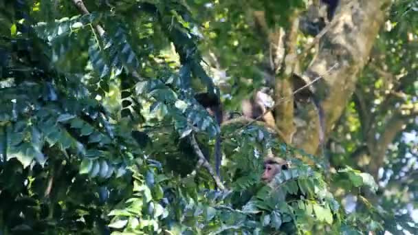 Verpakking apen voedt zich in de bomen — Stockvideo