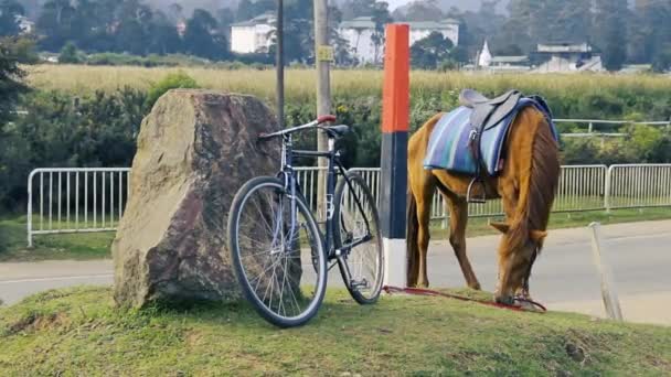 Reiten unter dem Sattel — Stockvideo