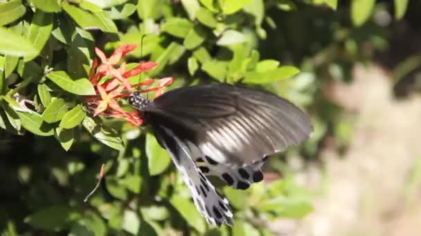 Swallowtail butterfly Polymnestor — Stock Video