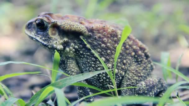 Asian common toad at Sri Lanka — Stock Video