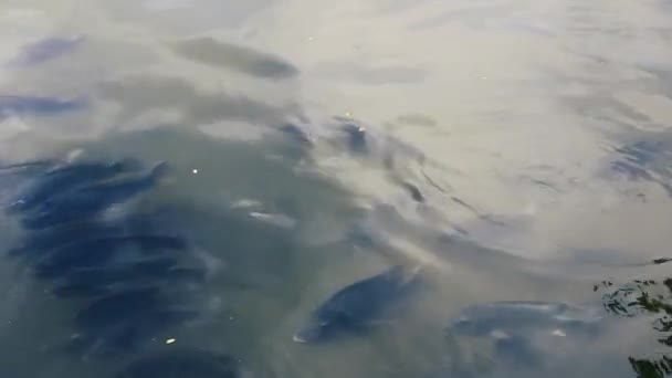 Rybí tilapie krmení v jezírku — Stock video