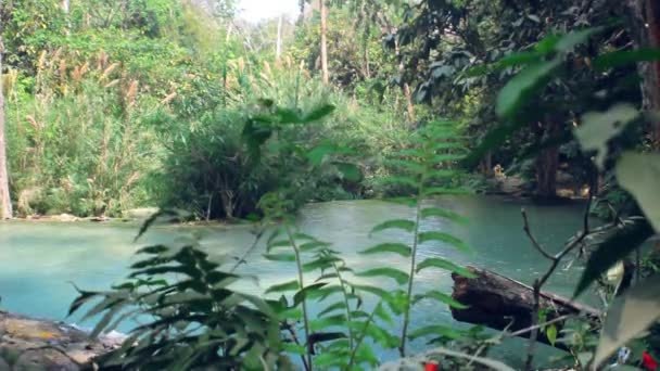 Arroyo en una selva siempre verde, — Vídeos de Stock