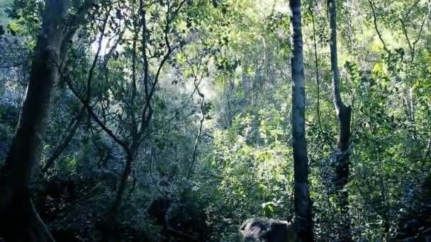 Tropical rain forest on a Sunny day — Stock Video