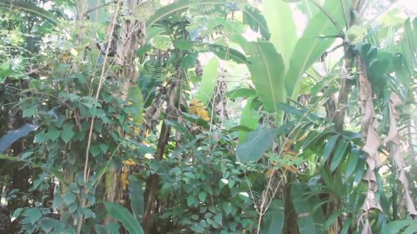 Edge of rainforest and edge of banana plantation — Stock Video