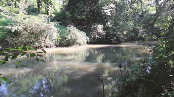 Um riacho na floresta tropical — Vídeo de Stock