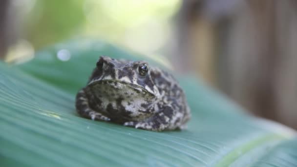 Ferguson's toad. Sri Lanka — Stock Video