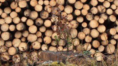 Wood storage place, heads of spruce logs