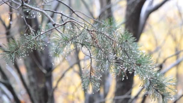 Llovizna lluvia constante en el bosque de otoño — Vídeo de stock