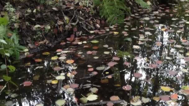 Huge aspen tree has been gnawed by beavers — Stock Video