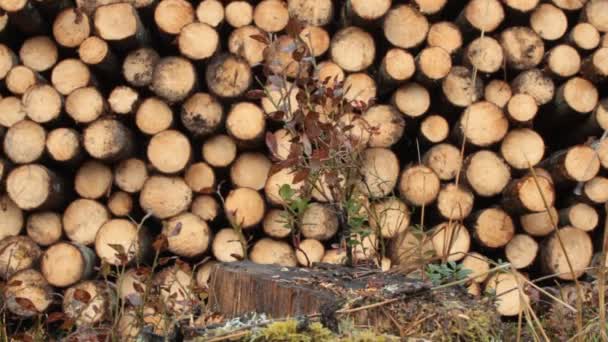 Wood storage place, heads of spruce logs — Video Stock