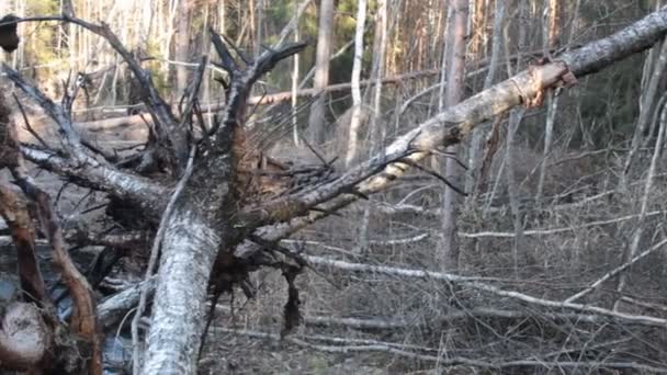 Turba yangını; Doğu Avrupa 'nın Boreal karışık ormanlarında kara yangını. Ateş ağacı kökleri yakıldı ve orman yangının olduğu bölgeye kaotik bir şekilde düştü. Silvilasyon ve ormancılık — Stok video