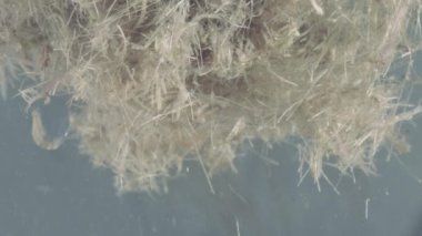 Farklı boyutlarda ve şekillerde su ortamında biyolojik bitki parçacıkları