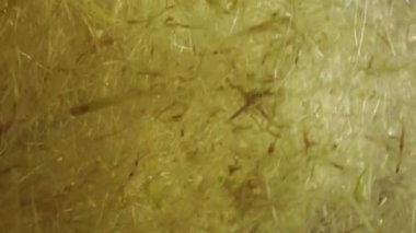 Farklı boyutlarda ve şekillerde su ortamında biyolojik bitki parçacıkları