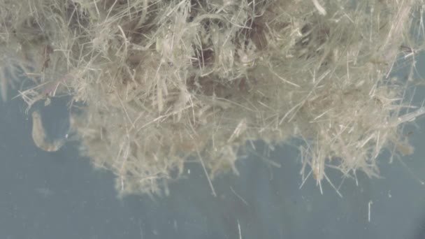 Partikel biologischen pflanzlichen Materials in aquatischer Umgebung unterschiedlicher Größen und Formen — Stockvideo