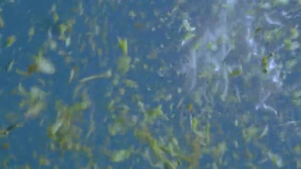 Частинки біологічного трав'яного матеріалу у водному середовищі різних розмірів і форм — стокове відео