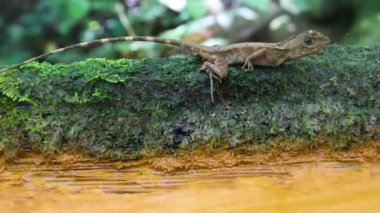 Değişken kertenkele (Calotes sp. Agamidae, erkek) kışın
