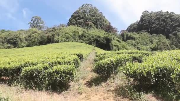 Chá de Ceilão saciado com a mais alta qualidade em colinas Sri Lanka — Vídeo de Stock