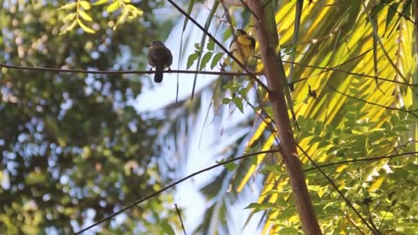 Gran ojo blanco de Sri Lanka — Vídeo de stock