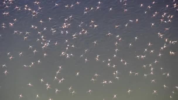 Large cluster of water skaters — Stock Video