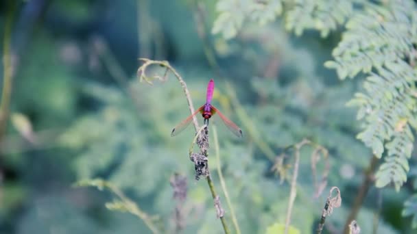 Vážka sedí na suchém stéblu trávy — Stock video