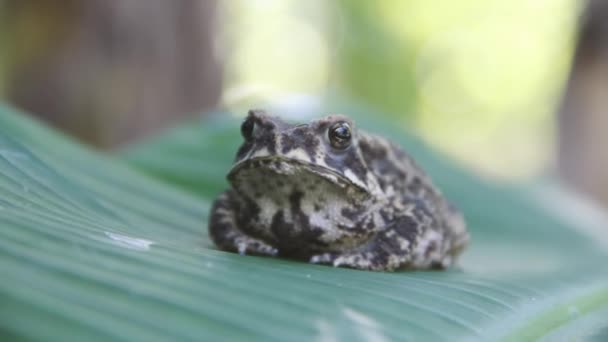 퍼거슨 두꺼비에요. 스리랑카 — 비디오