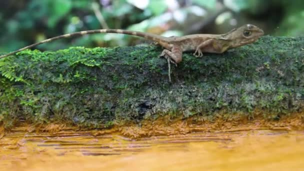 Değişken kertenkele (Calotes sp. Agamidae, erkek) kışın — Stok video