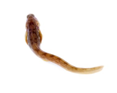 Balıklar beyaz arka planda kıvrılır. Farklı pozlarda çok çekici bir hayvan.