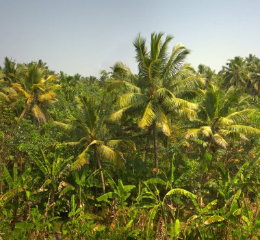Hindistan cevizi palmiyesi 1 iyi korunmuş. Göz bahçesinden memnun oldum. Geçen arabanın görüntüsü