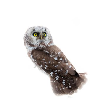 Beyaz arka planda Tengmalm baykuşu (Aegolius funereus). Yumuşak tüylü büyük başlı baykuş (sessiz uçuş))