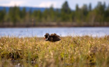 Çiftleşme davranışı. Erkek yakalıklar kendi reklamlarını yapıyorlar. Kuşlar gösterişli fırfırlar