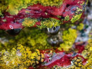 Arka plan, makro. Taş, liken ve su damlalarının yüzeyi