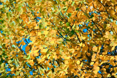 Sonbahar sarı yaprakları. Aspen altın para gibi yapraklar yapar. Sarı ve mavi gökyüzünün kontrastı her iki tarafı da renklendirir. Aspen - Yahuda 'nın ihanetinin ve İsa' nın çarmıha gerilmesinin sembolü olarak, yaprakları sallıyor.