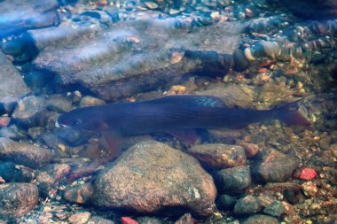 Nehrin dibindeki kumlu çakıl taşı üzerinde Grayling (Thymallus). Balıkçı yaklaştığında, balıklar kaçar..