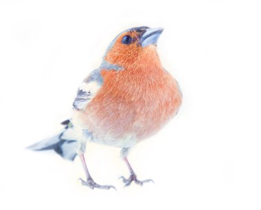 Avrupa 'nın en yaygın kuşu, orman kuşu, ispinozlar, kalın gagalı, granivorlu kuşlar. Beyaz arka planda parlak üreme tüyleri olan erkek.