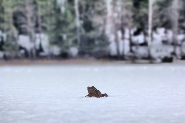 Frog dares 2. Brown frog woke up and migrates to wintering areas through icy snow-covered lake. Snow is falling