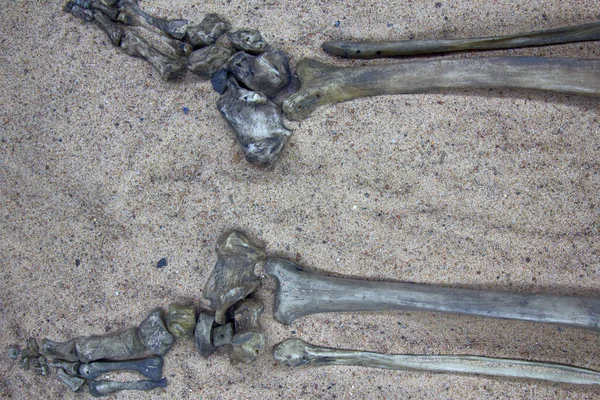 History of middle ages. Skeleton (human skeleton, tibia and leg and foot) of young warrior from settlement of 10th-11th centuries