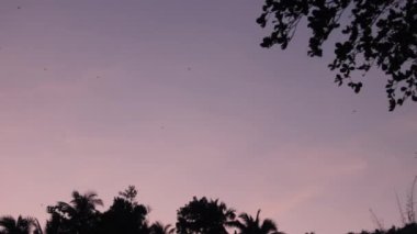 Sri Lanka doğası ve Uçan Tilkiler