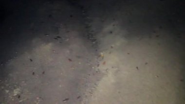 mağara hamam böcekleri
