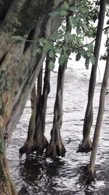 Banyan ağacının hava kökleri