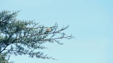 Uzun gagalı Sunbird