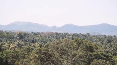 Siyah kanatlı Uçurtma