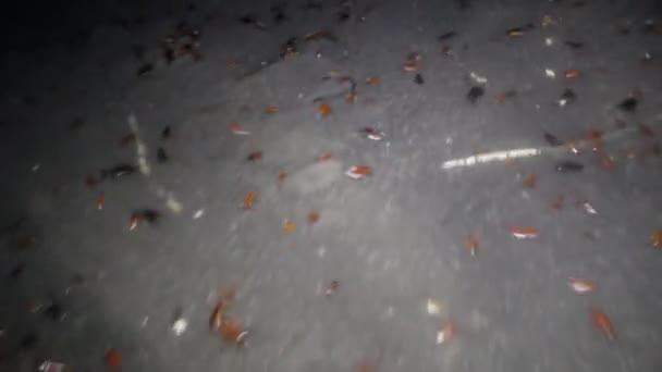 Bosättning av jättelika kackerlackor — Stockvideo