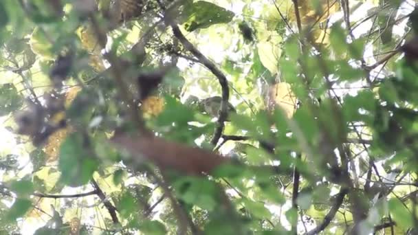 Oriental Verde Barbet — Vídeo de Stock